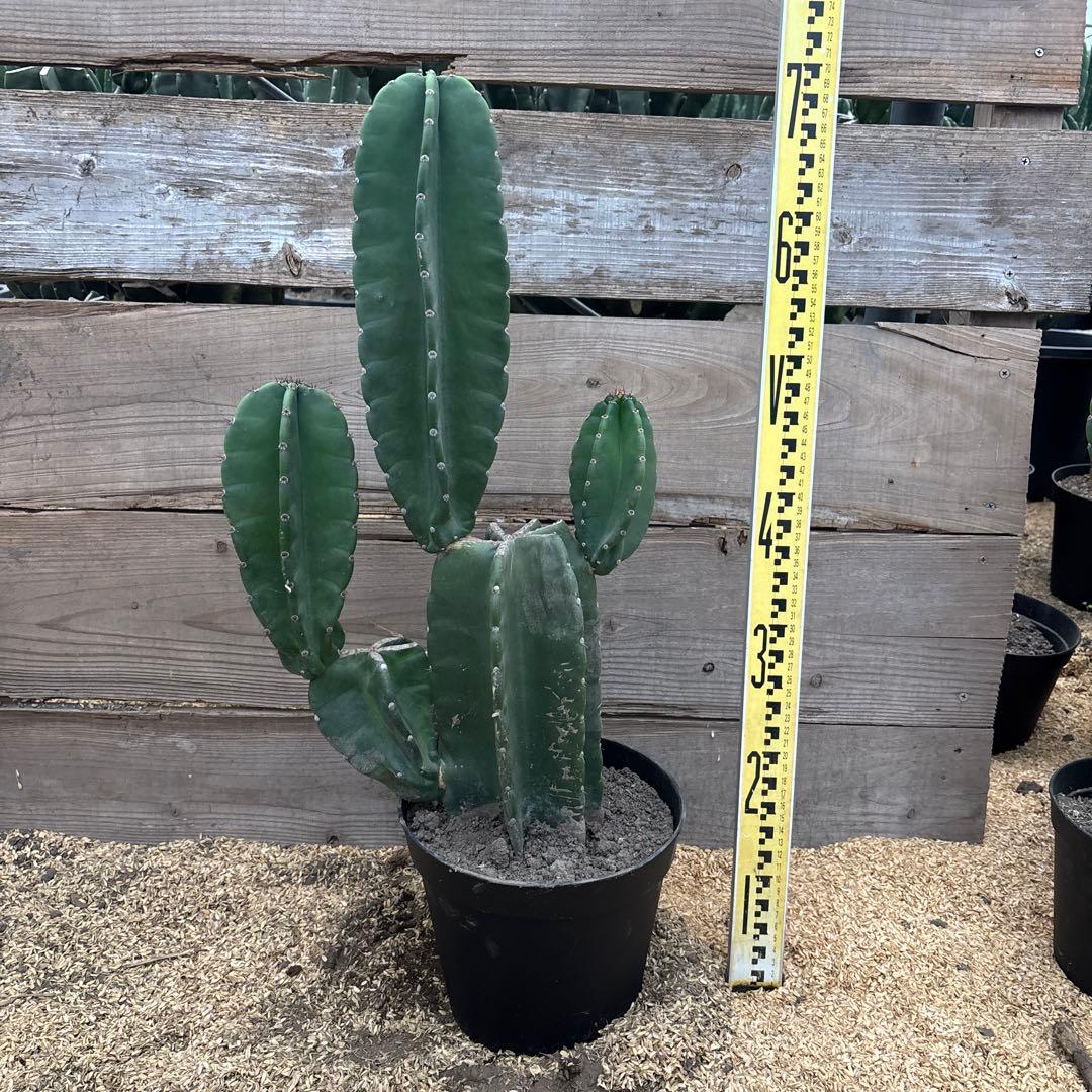 即購入OK越冬済 柱サボテン 鬼面角 発根 ドライガーデン 耐寒性アガベ