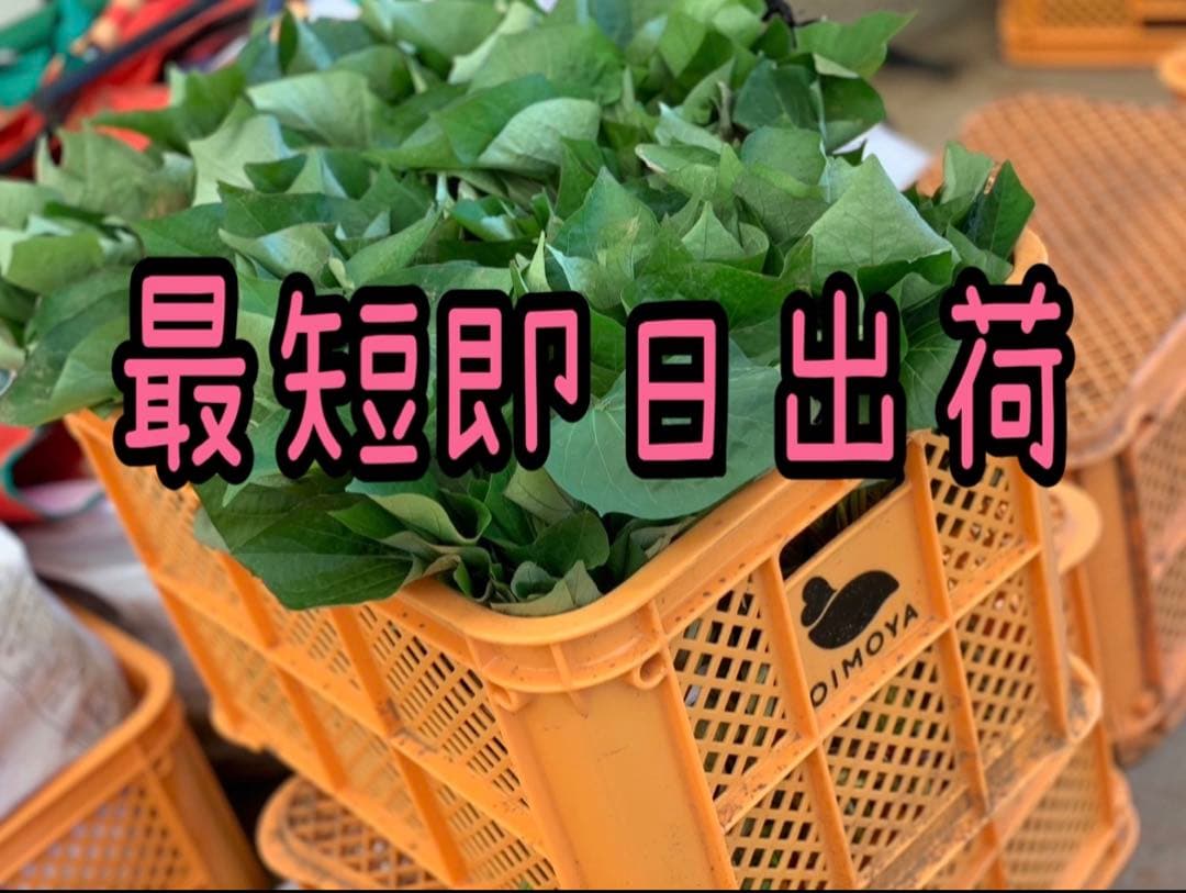 【予約受付中】紅はるか苗☆ウイルスフリー 2,000本 4月上旬から発送開始