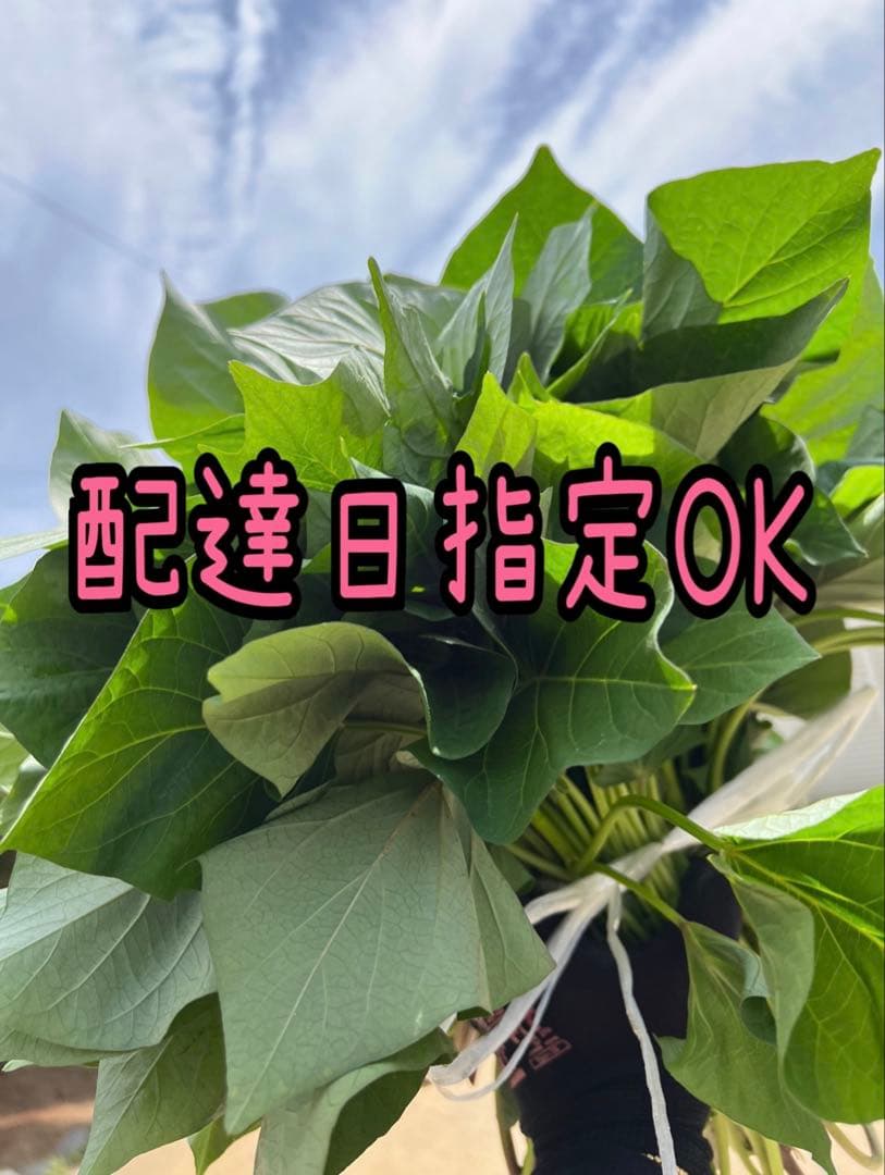 【予約受付中】紅はるか苗☆ウイルスフリー 2,000本 4月上旬から発送開始