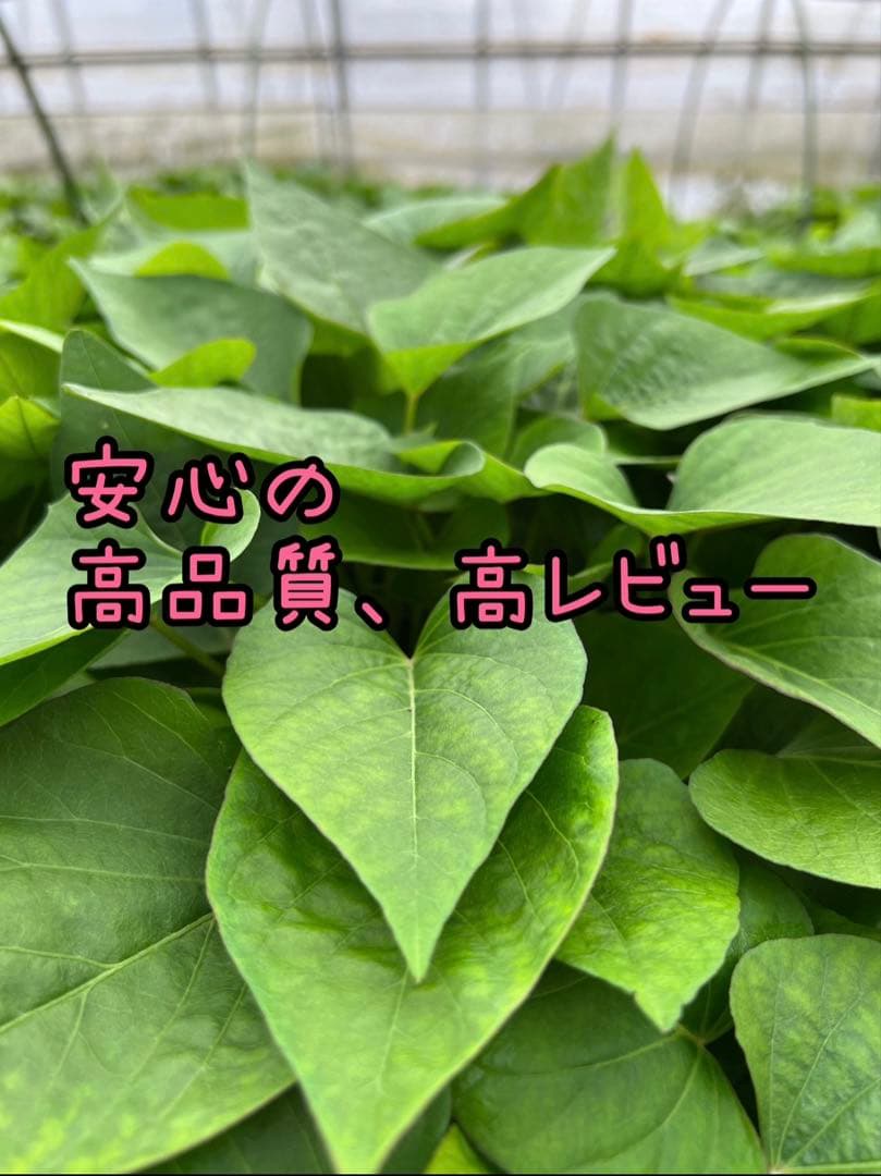 【予約受付中】紅はるか苗☆ウイルスフリー 2,000本 4月上旬から発送開始