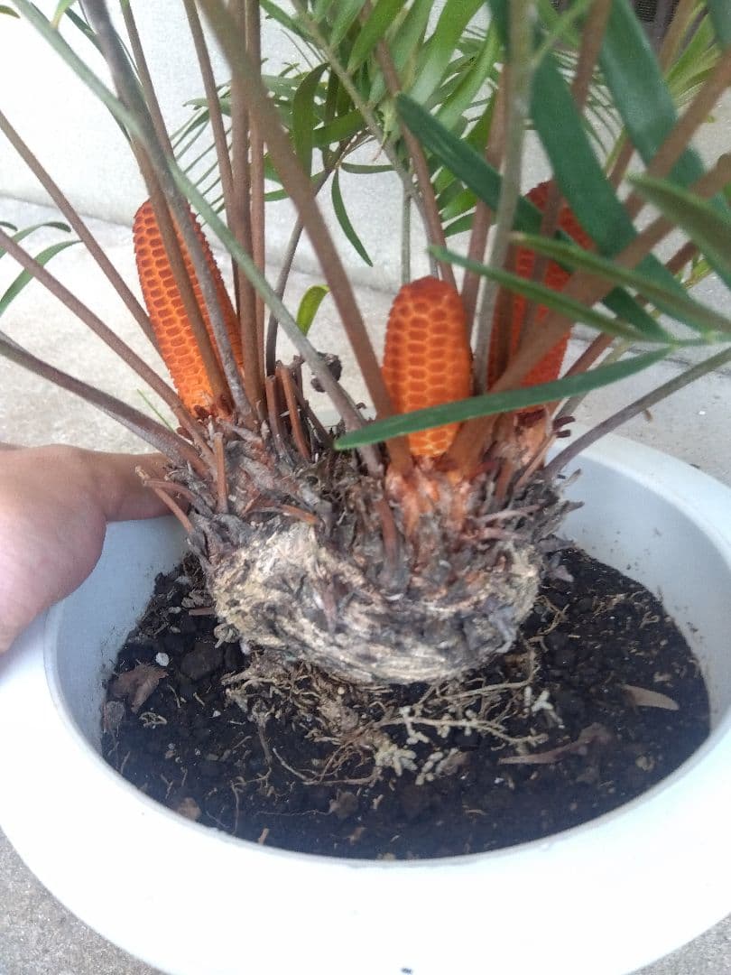 ザミア フロリダーナ 7号鉢つき 2株セット❗ 3ヘッド&4ヘッド❗破格