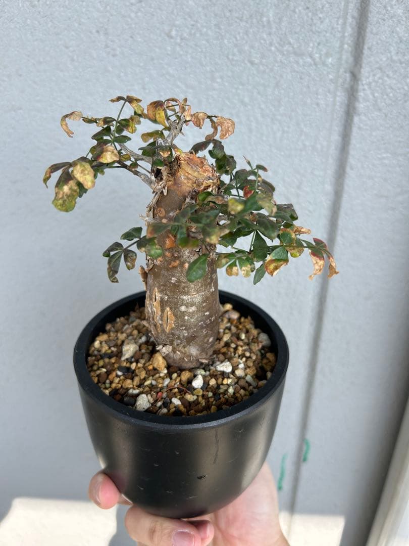 ブルセラファガロイデス　厳選実生株　グラキリス　パキプス　カタフ　SRLおまけ付