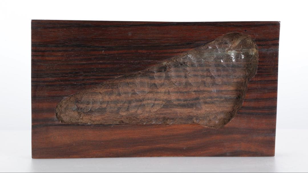 菊花石 花紋石 黒母岩 台座付 2.2kg 鑑賞石 自然石 原石 水石 盆石