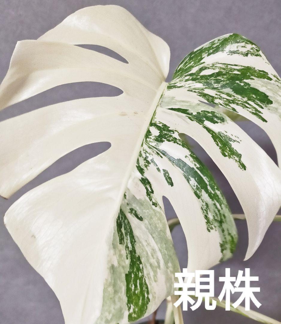 極美斑入りモンステラ トップカット3 芽 ホワイトタイガー