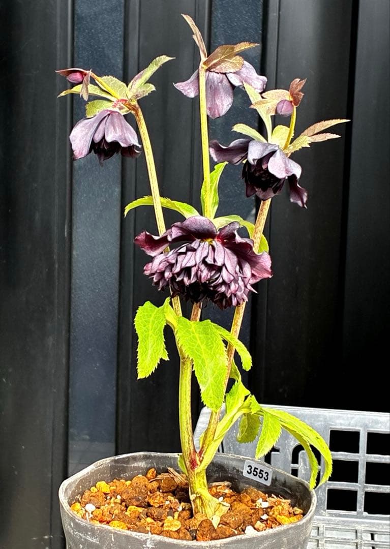 ま*こ様 3553☘️蕾花付き☘️⭐️黒⭐️超多弁⭐️艶フラッシュ⭐️スクリュー