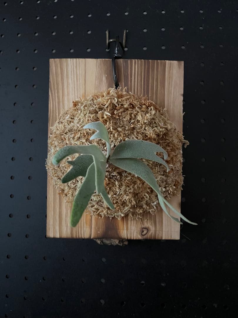 P. willinckii Waltz OC(pup) - メルカリ