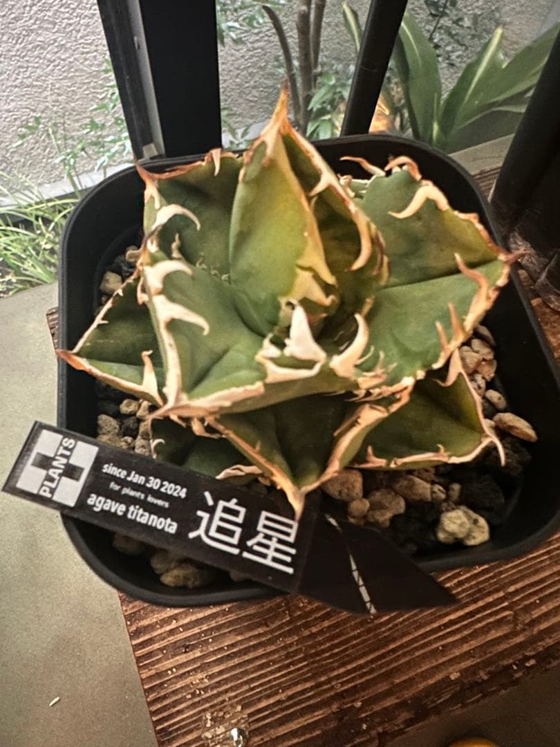 アガベ・チタノタ CG01 追星 agave CG01/Cok - メルカリ
