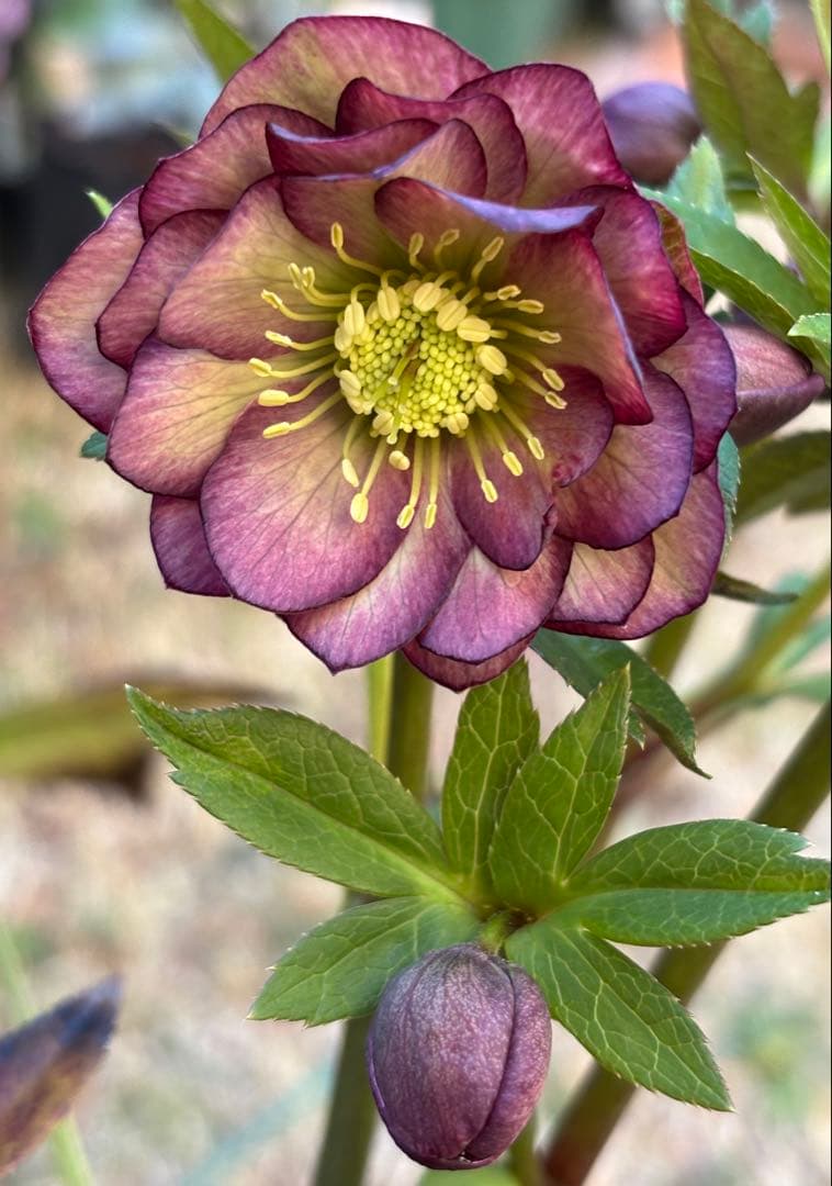 広瀬園芸 クリスマスローズ ダブル 開花株 - メルカリ