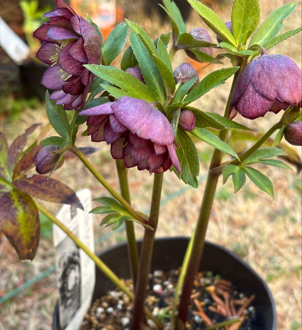 広瀬園芸 クリスマスローズ ダブル 開花株 - メルカリ