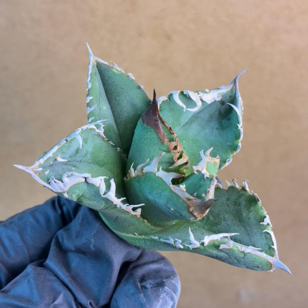 アガベ チタノタ 疣猪 TC 超レア種 ブツブツ 特選株 - メルカリ