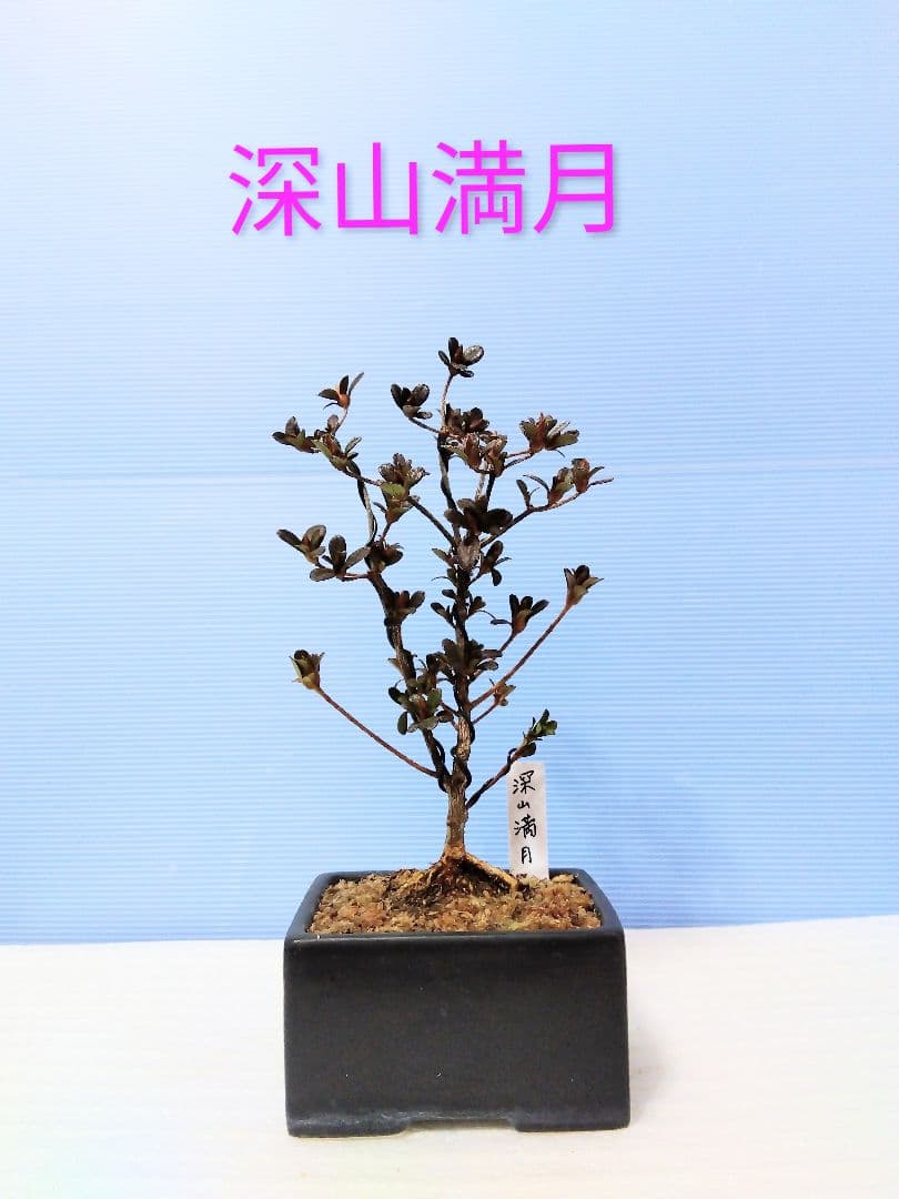 皐月盆栽 (深山満月) さつき盆栽 サツキ盆栽 - メルカリ