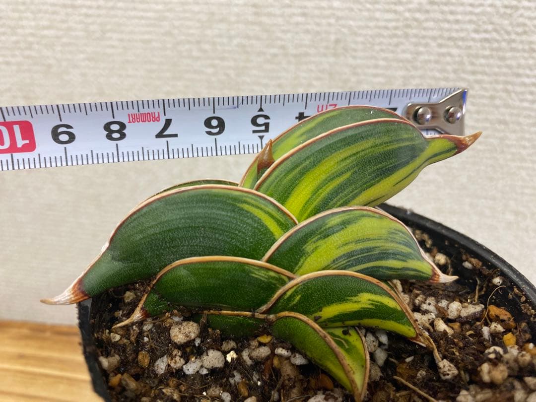 サンスベリア ロリダ 斑入 S. Rorida Variegated 2 - メルカリ