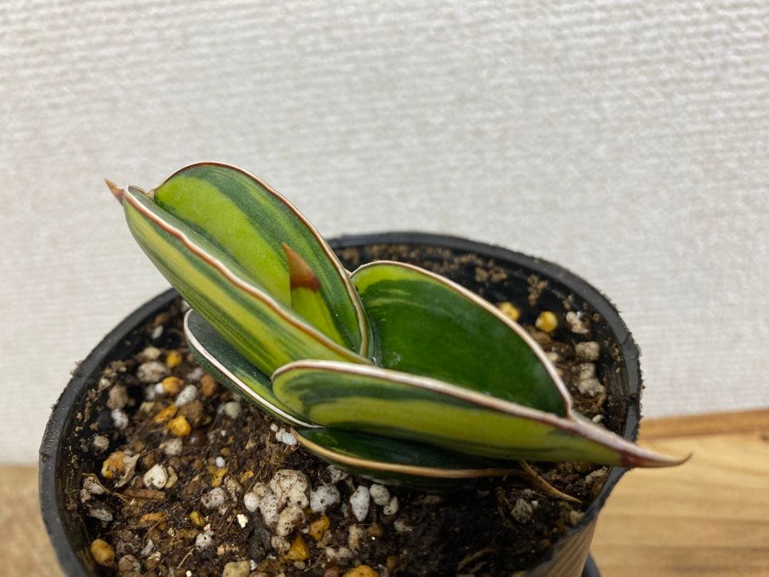 サンスベリア ロリダ 斑入 S. Rorida Variegated 2 - メルカリ