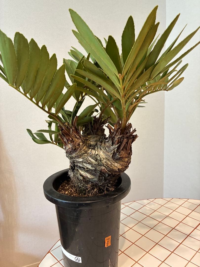 ザミア・フルフラセア 盆栽仕立て 【希少】 7号 - メルカリ