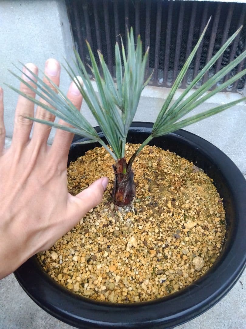 ブラヘアアルマータ 9号鉢つき 超短葉❗ ⑤