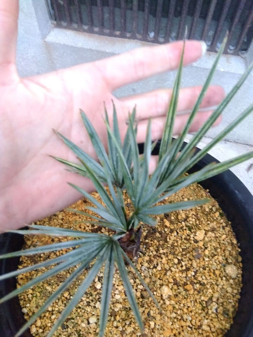 ブラヘアアルマータ 9号鉢つき 超短葉❗ ⑤