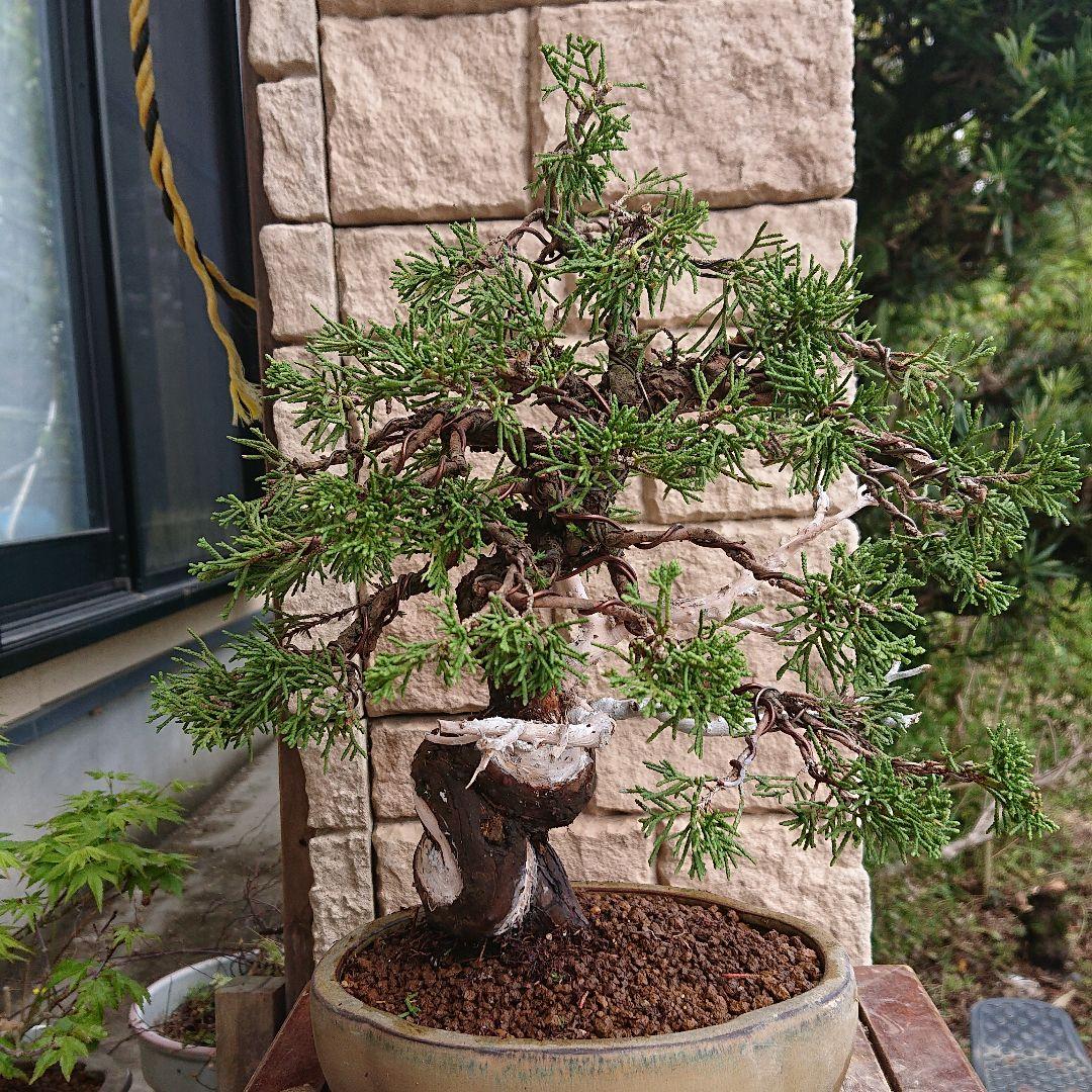 値引き、逸品！糸魚川真柏、20年以上経過！ - メルカリ