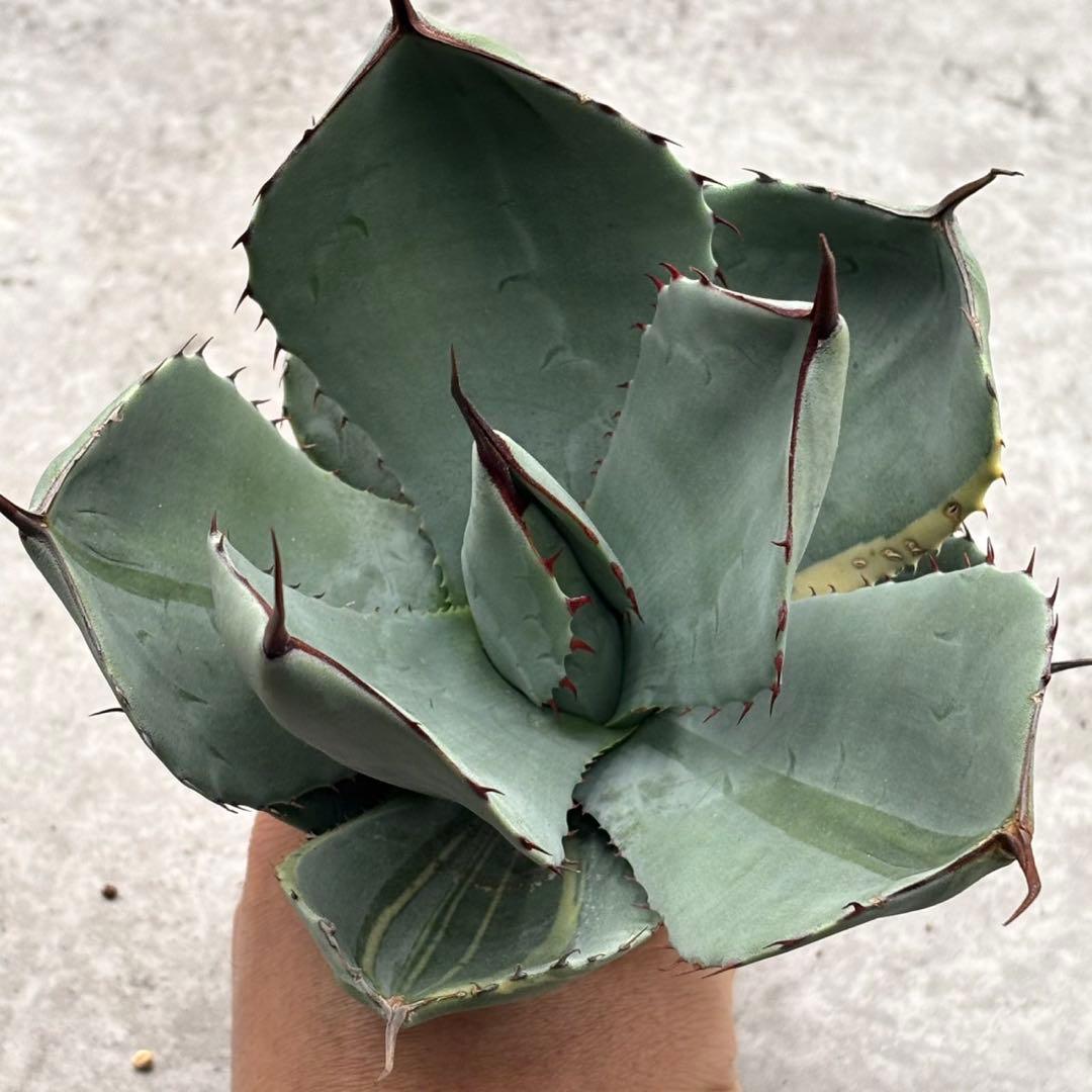 多肉植物 アガベ パリー 変異株 コレクション株 - メルカリ