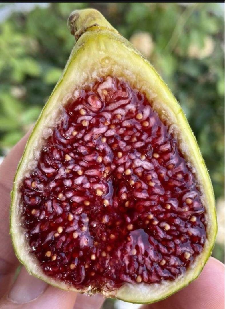 超希少 イチジクBoysenberry Blushボイセンベリー ブラッシュ穂木