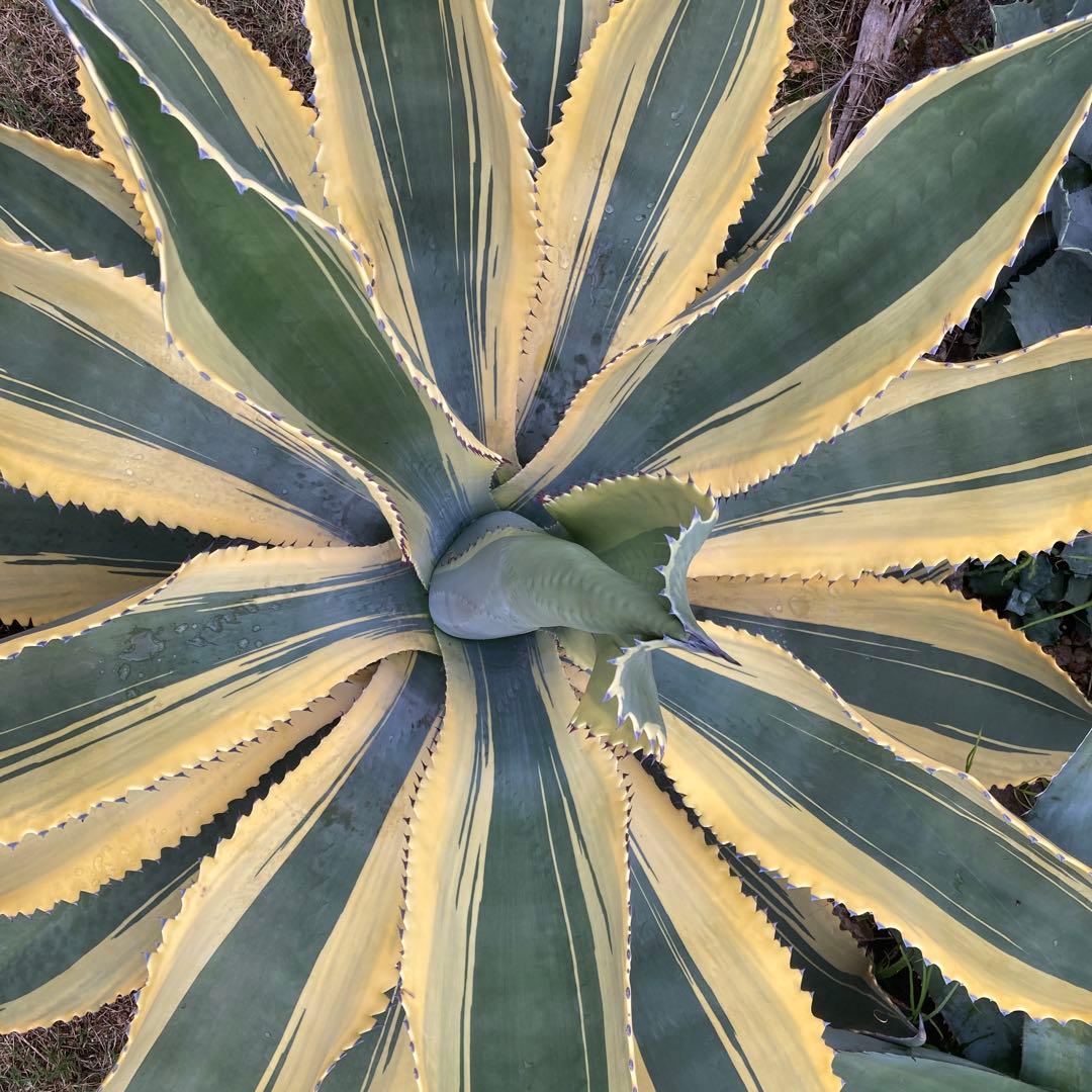 リップル リップルエフェクト アガベ 斑入り 希少 美株 - メルカリ