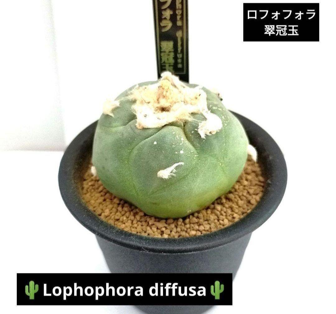 ロフォフォラ 翠冠玉 プラ鉢&オリジナルプランツタグ付き №1 - メルカリ