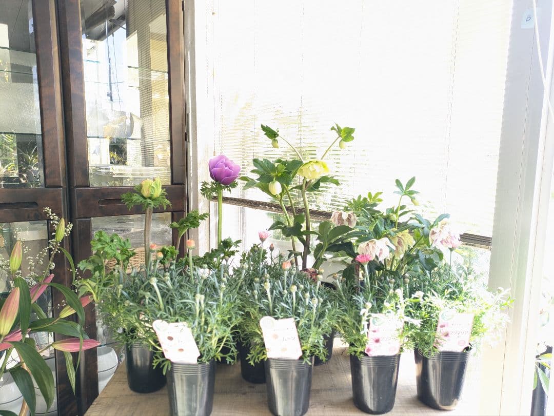 ♡べーしーる様♡