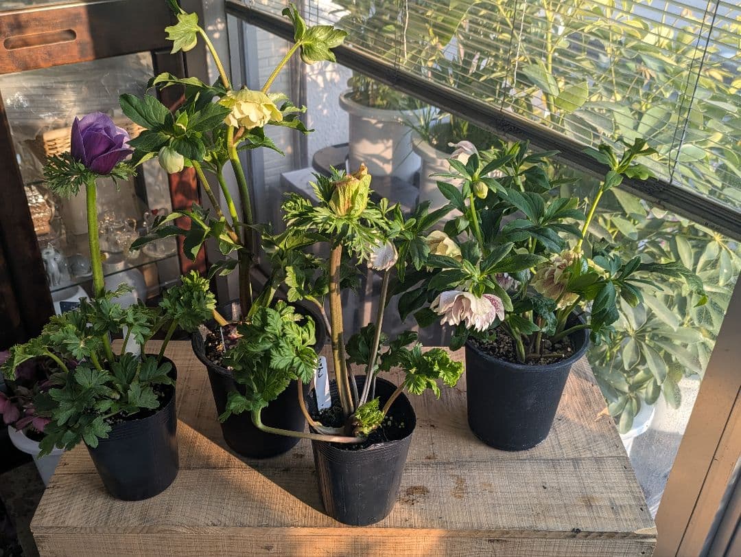 ♡べーしーる様♡