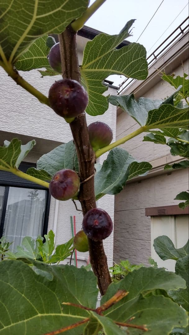 イチジク穂木の販売予定(おおよそ12月) - メルカリ