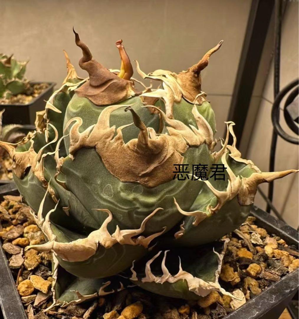 アガベ チタノタ 悪魔くん BAKEMONO 極上美株 子株 - メルカリ