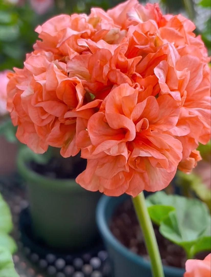 超レア品種ゼラニウム苗 オレンジシュシュ咲きゼラニウムmre021-1