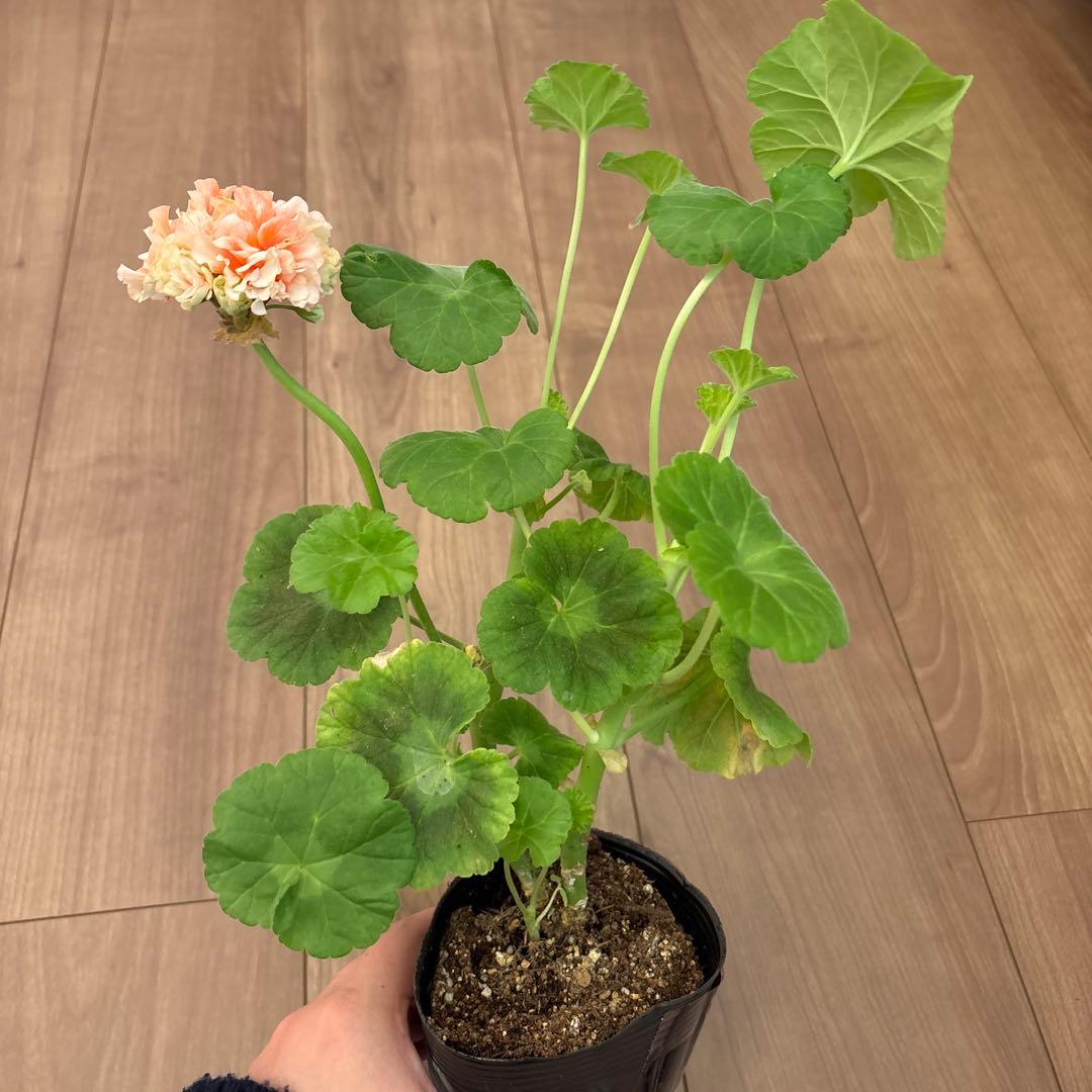 超レア品種ゼラニウム苗 オレンジシュシュ咲きゼラニウムmre021-1