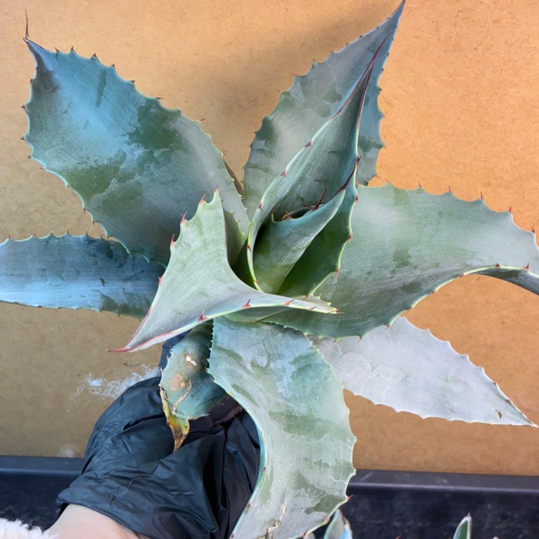 アガベ オバティフォリア 大株 ワイドリーフ 希少 特選株 - メルカリ