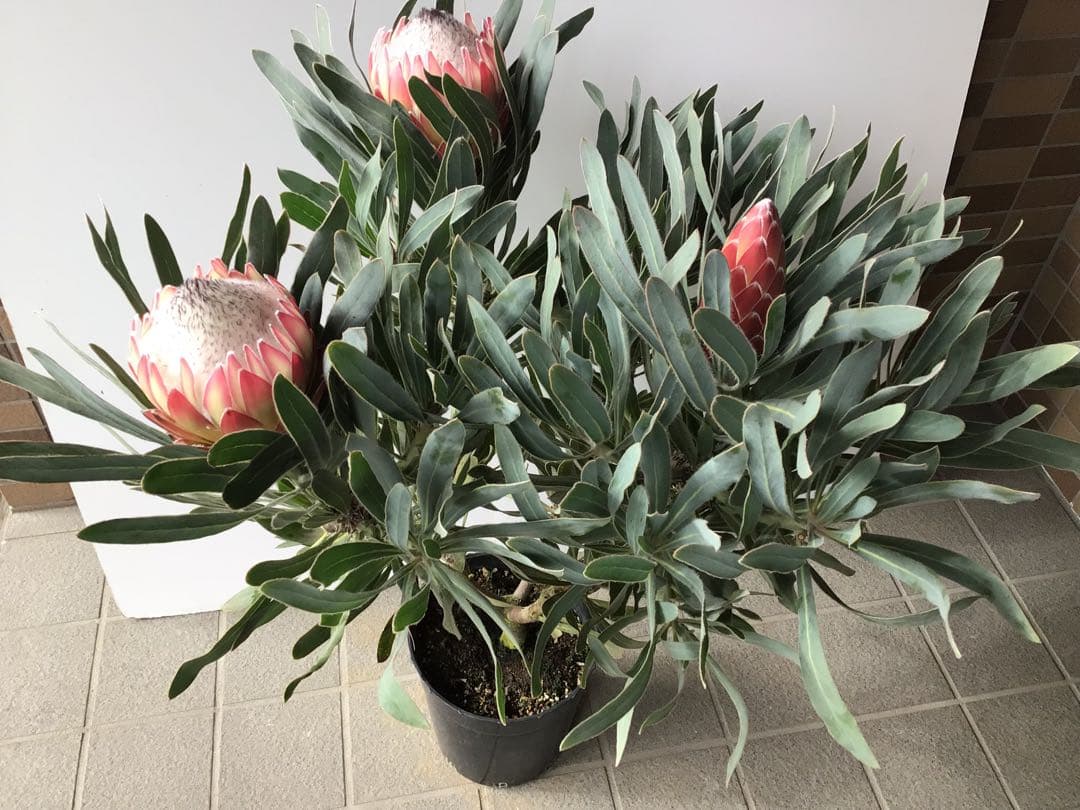 幹が太く根もしっかり張ってるプロテア・ポッサムマジック4輪咲き