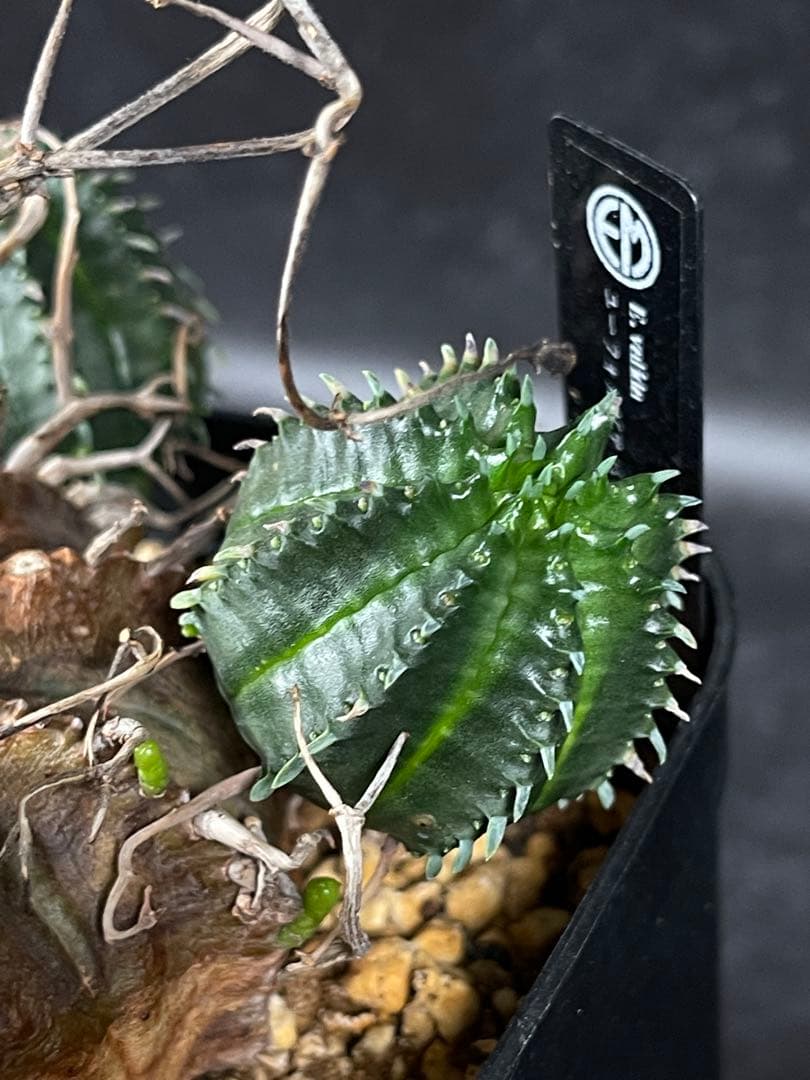 EMP ユーフォルビア バリダ オールド株 / 群生Yu65