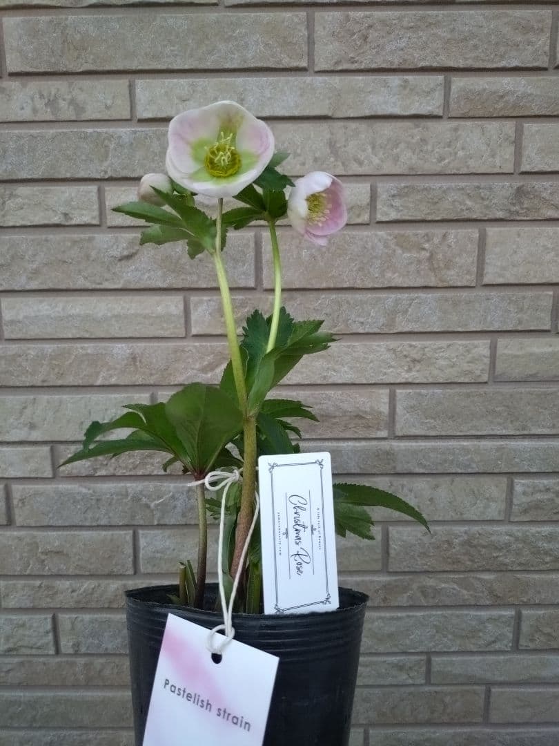 美花 】札付き パステリッシュストレイン クリスマスローズ 大和園様