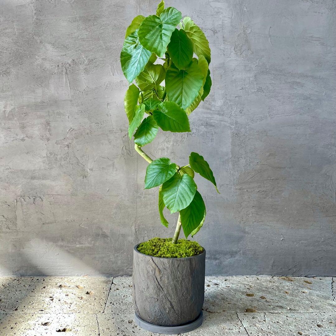 フィカス ウンベラータ 螺旋 天然苔仕立て 陶器鉢 植え込み