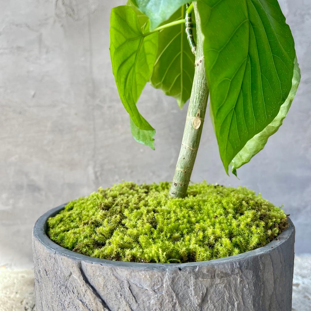フィカス ウンベラータ 螺旋 天然苔仕立て 陶器鉢 植え込み