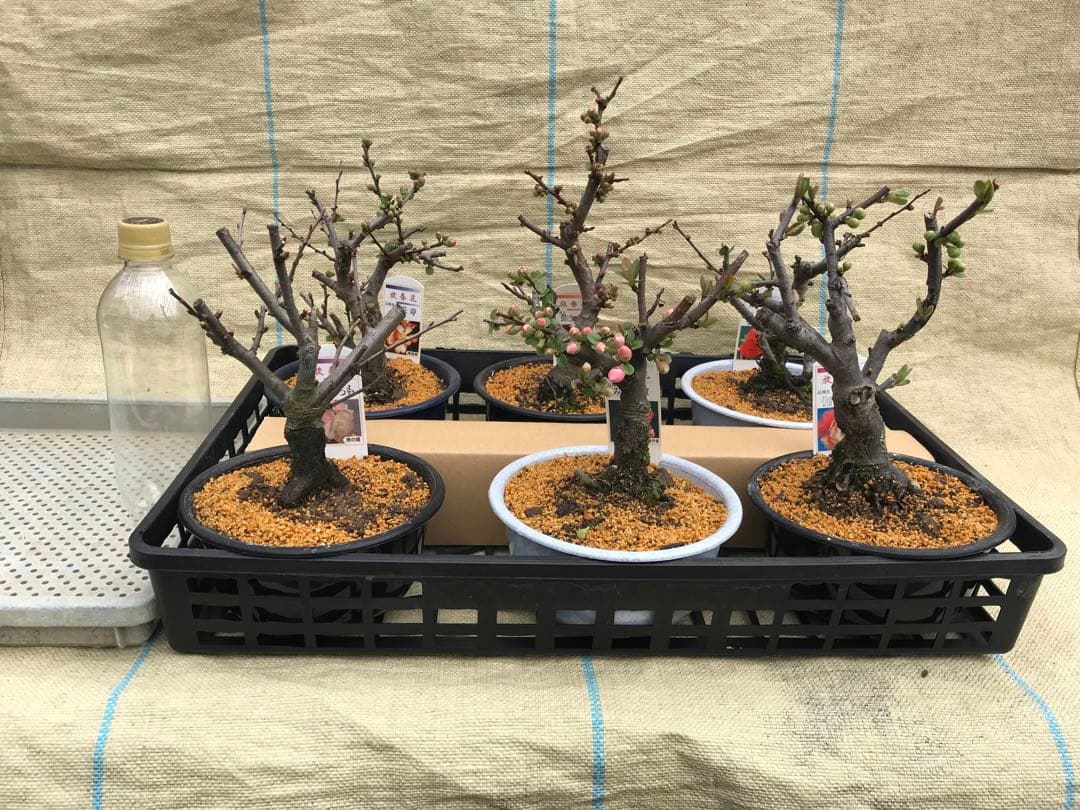 木瓜(ボケ)・放春花 5寸 6品種セット③