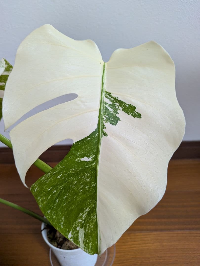 希少品種！斑入りモンステラ ボルシギアナホワイトタイガー - メルカリ