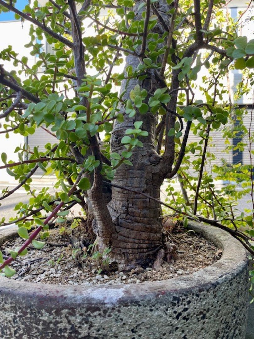 直接引取□大木ポーチュラカリア・アフラ/165cm/庭木や地植えにも□多