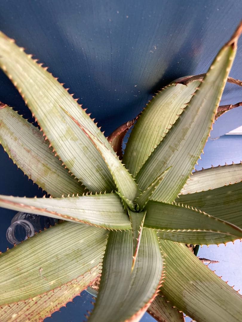 アロエ ガリエペンシス 実生 大苗 ビザールプランツ 多肉植物 ドライ