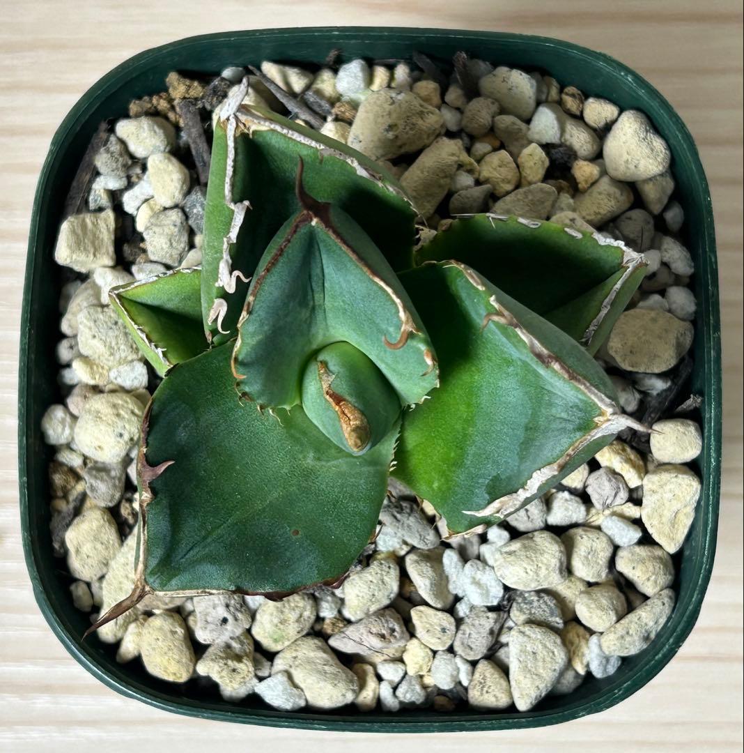 ①アガベ ジャガーノート 抜き苗 第四種郵便→土日発送 - メルカリ