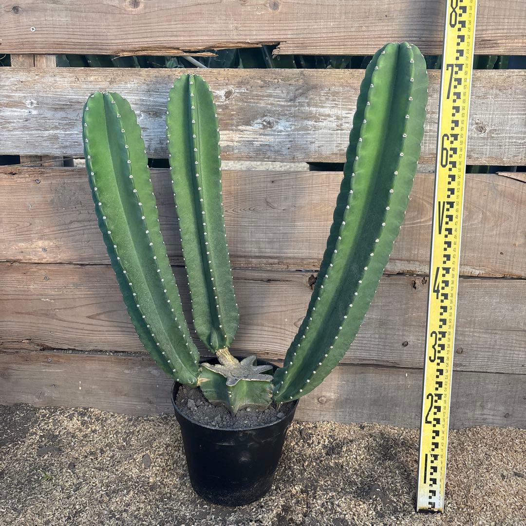 売り切越冬済 柱サボテン 鬼面角 発根 ドライガーデン ウチワサボテン