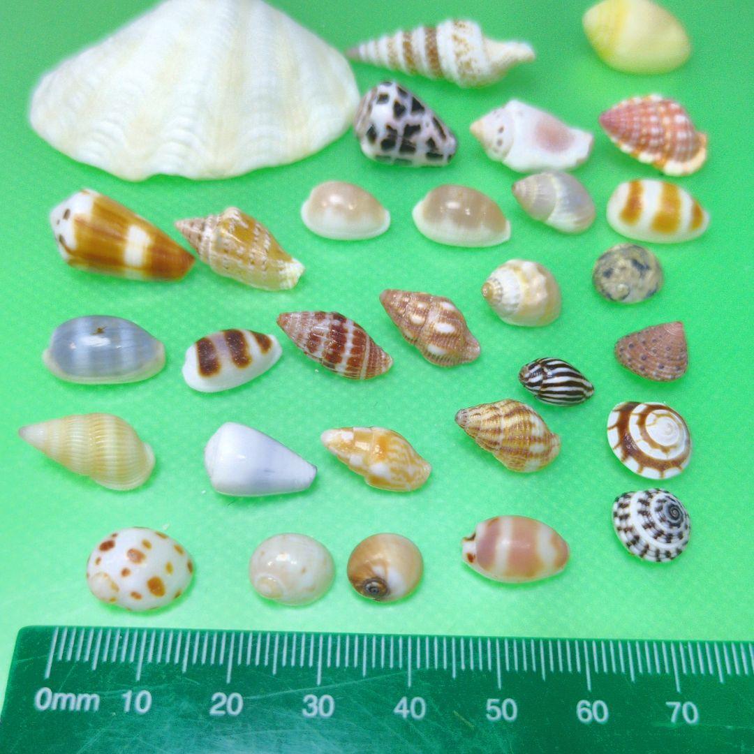 貝殻No656 - メルカリ