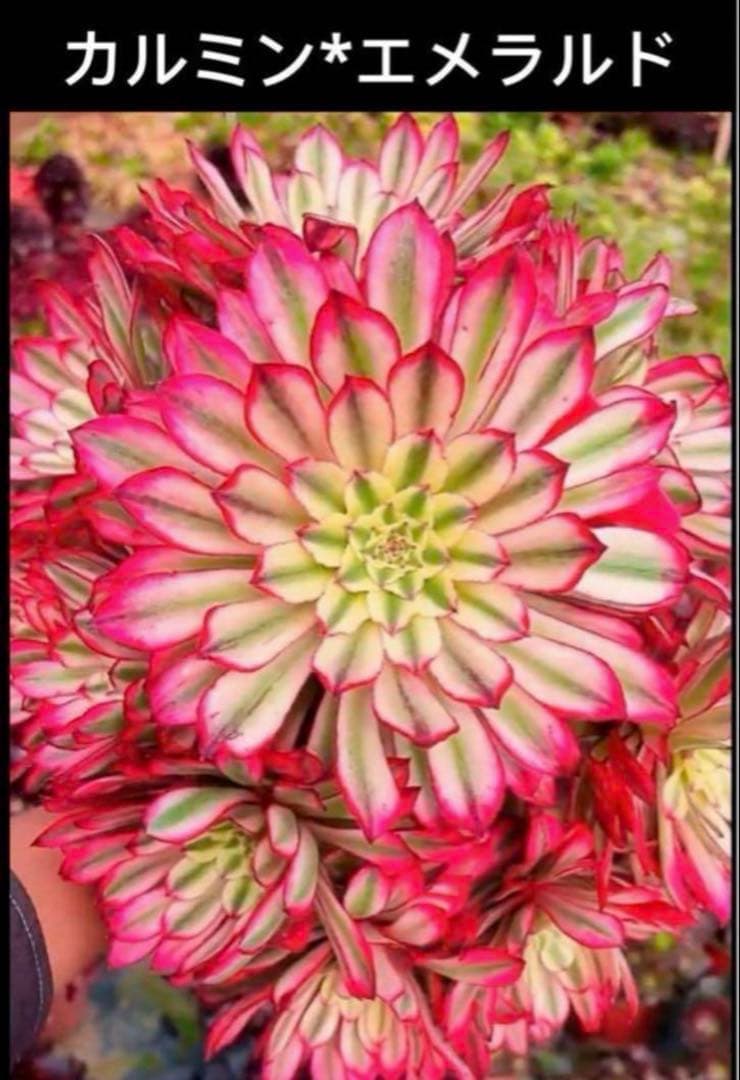 多肉植物アエオニウム錦❤カルミン*エメラルド錦❤️ 楽天市場】レア品種 アエオニウム メキンローズ錦 3号サイズ POT苗