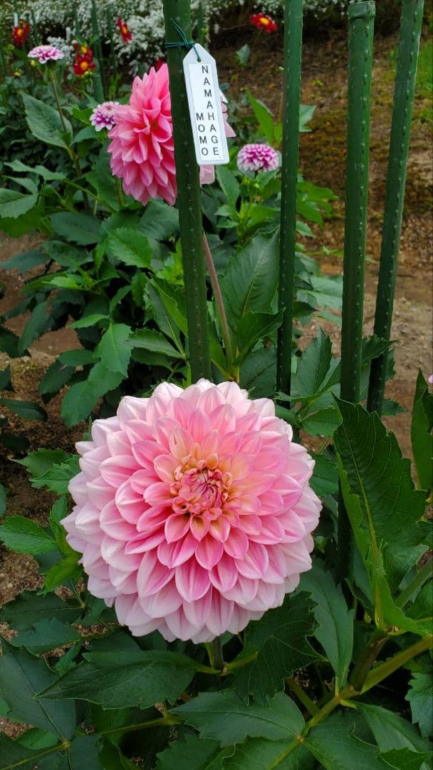 リコ様専用 NAMAHAGE MOMO & アバンギャルド ダリア 球根