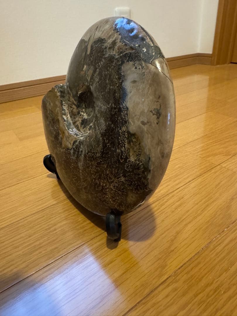 24時間以内に発送 アモナイト化石 置物 スタンド付き