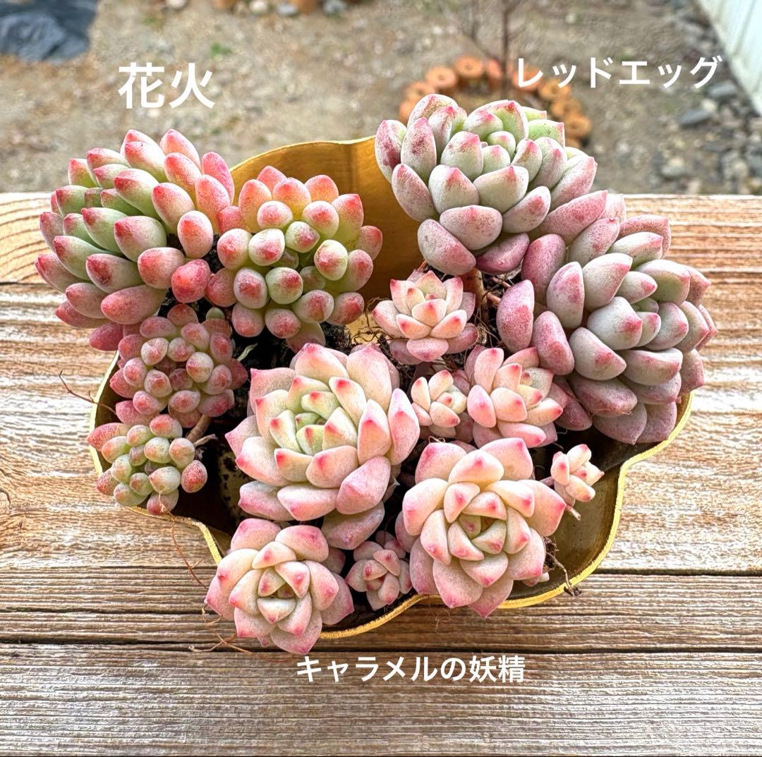 多肉植物 抜き苗セット - メルカリ