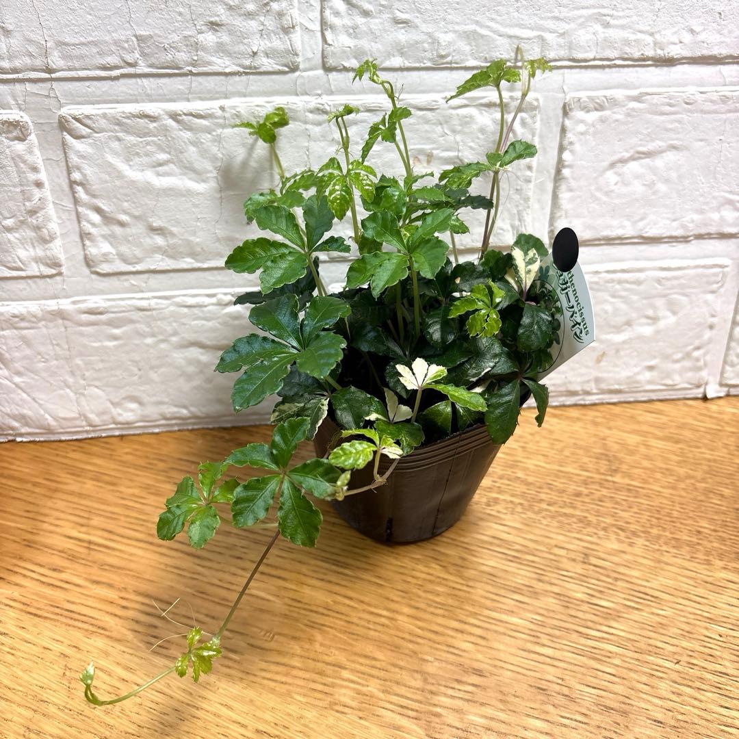 現品】レア♡斑入り♡シュガーパイン♡3号♡ポットごと宅急便