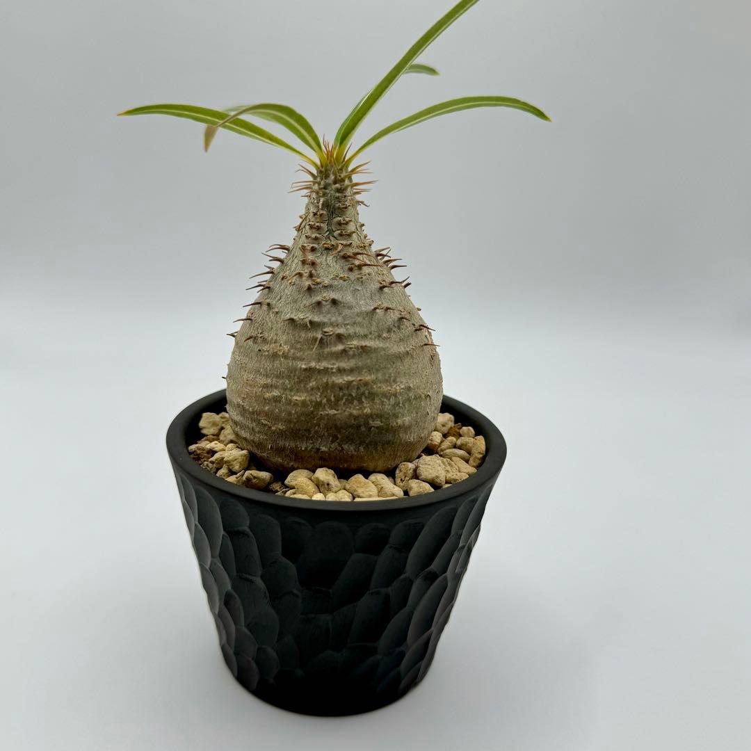 パキポディウム グラキリス 現地球 スライム型 チビグラ ミニグラTOKY 鉢